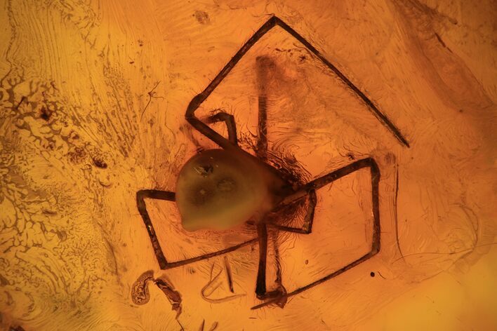 Detailed Fossil Spider (Aranea) In Baltic Amber #93885